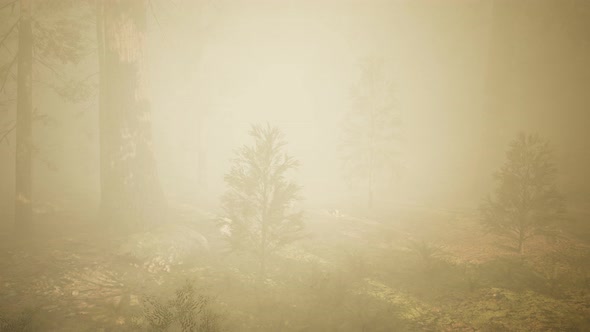 Autumn Forest and Trees in Morning Fog