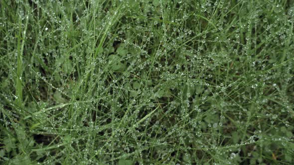 Dew Droplets On Grass