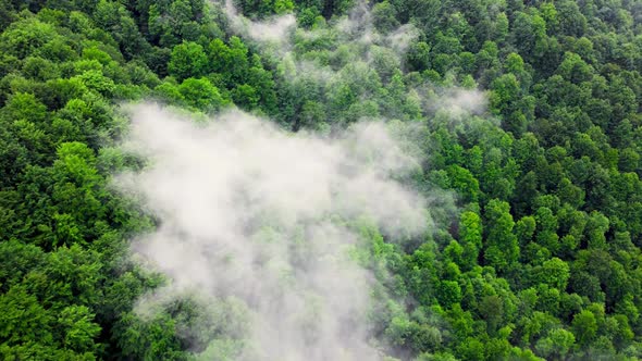 Clouds Above Mountain Forest Flying Through the Magical Summer Forest at Rainy Weather Aerial View