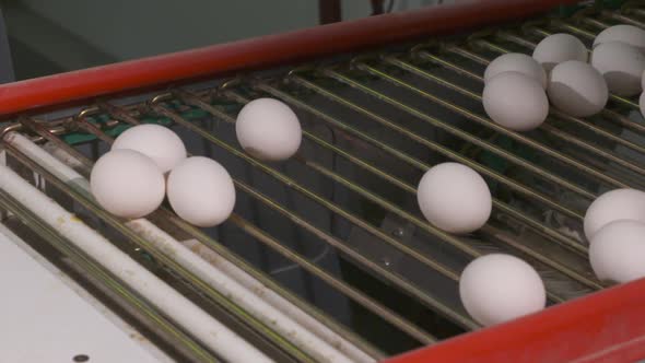 Fresh eggsing along a production line at a commercial egg processing facility.