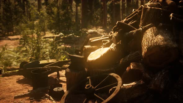 Preparation of Firewood for the Winter in Forest at Sunset