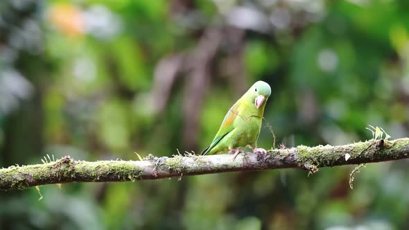 Pair of Two Orange Chinned Parakeet (brotogeris jugularis), Costa Rica Tropical Bird in Rainforest,