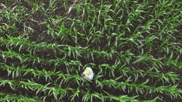 Adult Farmer Holds Tablet in the Corn Field and Examining Crops. Agronomist Examine Corn Plant in