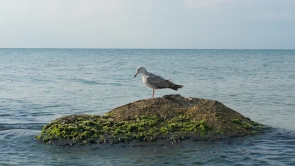 Alone seagull in the sea. 