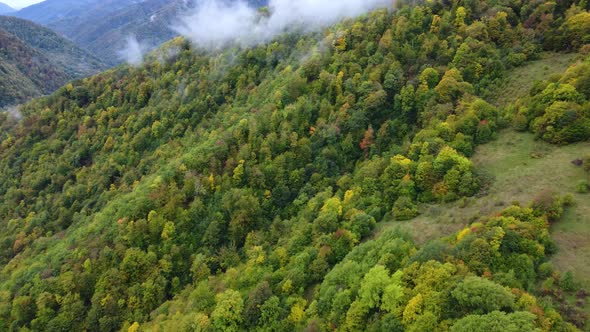 Foggy Autumn Forest In The Mountains