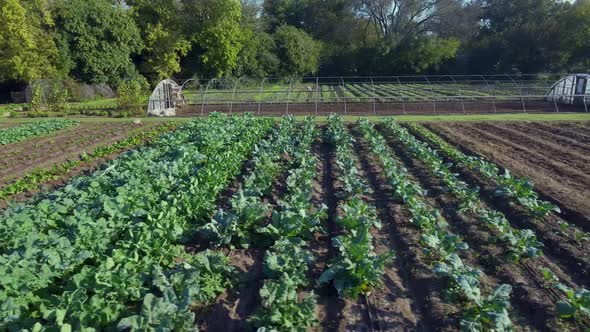 AERIAL: Pan across rows of vegetables on a farm in Austin, Texas