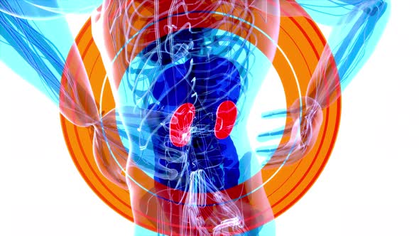 4K abstract anatomy animation of kidneys