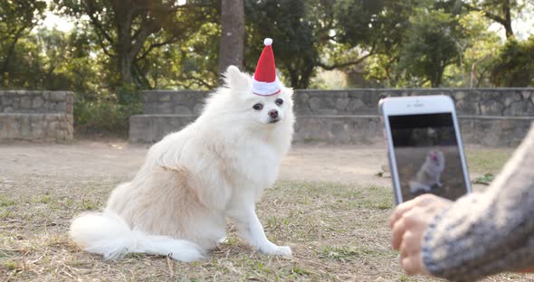 Taking photo on White Pomeranian wearing Santa Claus hat in the park