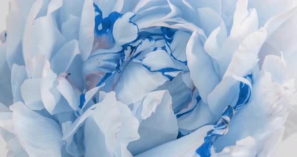 Beautiful Blue Peony Background. Blooming Peony Flower Open, Time Lapse, Close-up. Wedding Backdrop