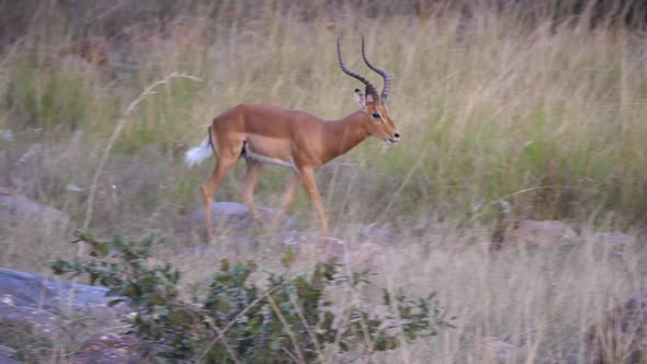 Herd of female impala running away 