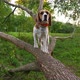 Handsome dog standing at horizontal branch of half-fallen tree, watch forward - VideoHive Item for Sale