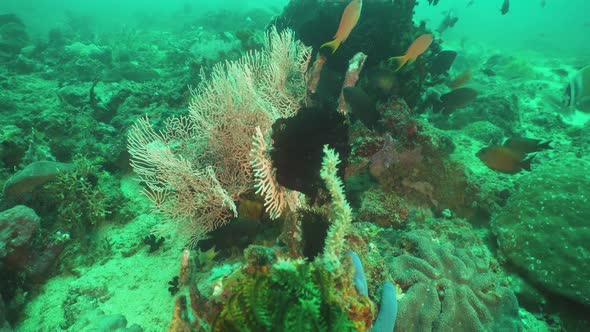 Coral Reef and Tropical Fish. Philippines, Mindoro