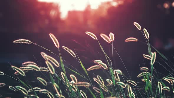 Beautiful and fantastic foxtail emotional silhouette created by the red sunset light