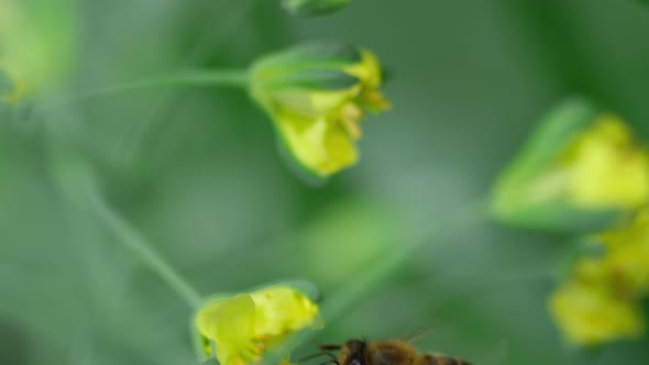 Bee on a Flower of Brassica Oleracea