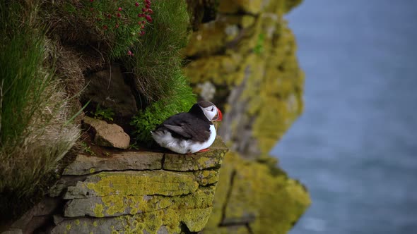 Wild Atlantic Puffin Seabird in the Auk Family in Iceland