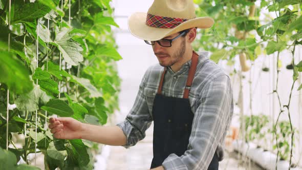 The farmer is checking the quality of the melon at the melon farm