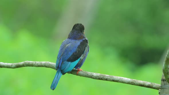 looks from behind a beautiful javan kingfisher bird is perched on a tree branch