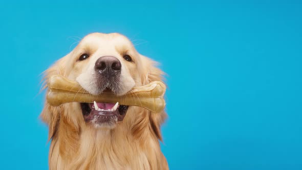 Golden Retriever on Blue Background Gold Labrador Dog Holding Bone in Mouth and Sitting Close Up