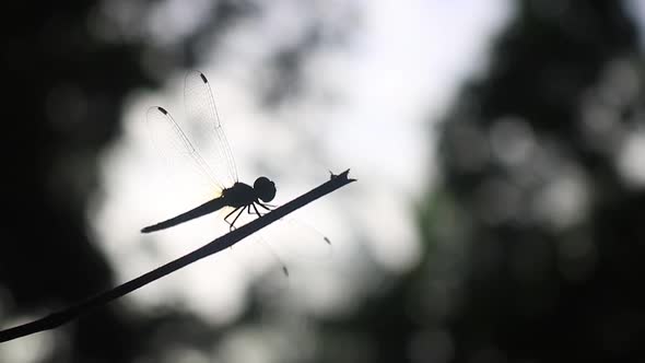 Dainty dragonfly flies off and lands on twig, backlit in forest