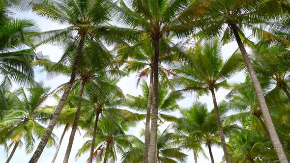 Bottom view of coconut palm tree in sunny summer day Bottom view shoot of palm trees with coconuts