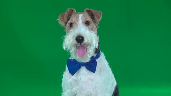 Fox Terrier in a Butterfly Green Screen