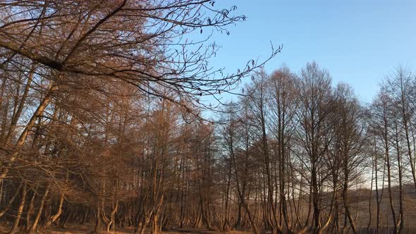 Walking on a forest road, early spring season, with beautiful light coming from sunset