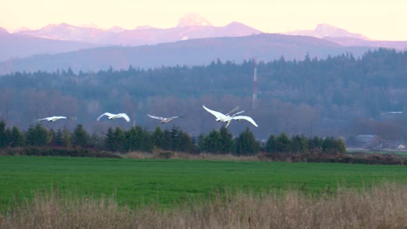 Six wild Trumpeter Swans in flight over a Snohomish Valley field in Washington State at sunset.