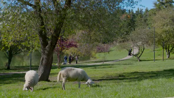 People and sheep walking in the park.