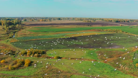 Aerial View of a Flock of Birds Flying Over a Field in Sunny Summer Weather