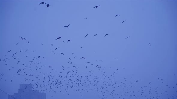 Crows in Flight