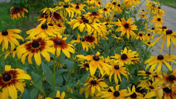 The Yellow Flowers of Rudbeckia Sway in the Wind