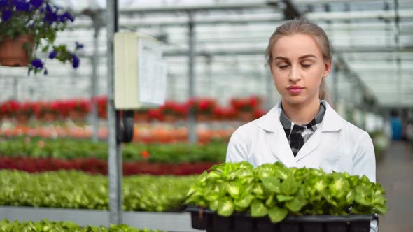 Female Agricultural Engineer Walking with Box Full of Seedling in Greenhouse Medium Closeup