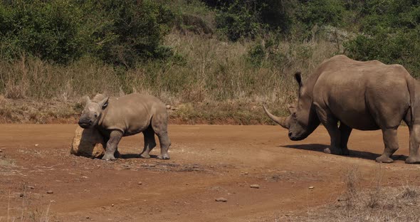 White Rhinoceros, ceratotherium simum, Mother and Calf, Nairobi Park in Kenya, Real Time 4K