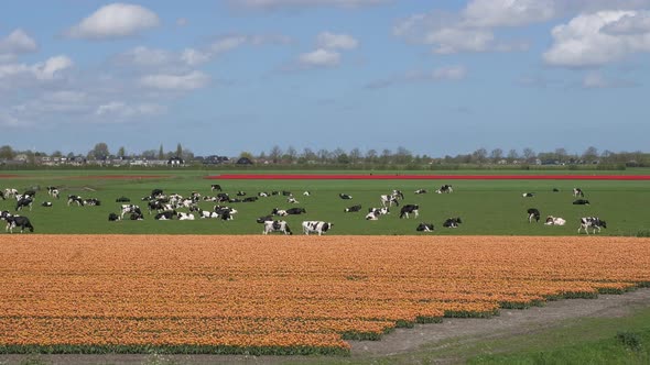 Orange tulip field with black and white cows and red tulips nice clouds, aerial