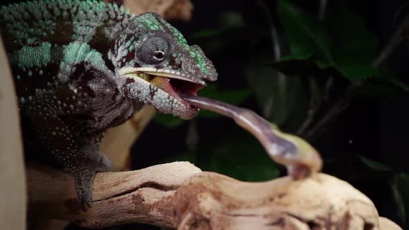 Chameleon Catching and Eating Slow Motion