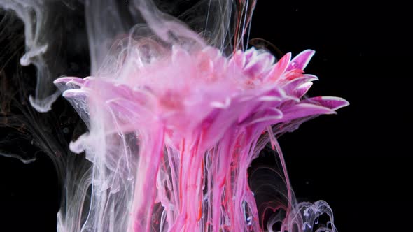 Colorful Paint Ink Flows a Flower Into the Water