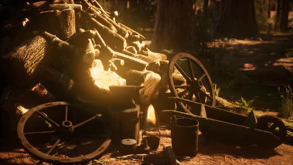 Preparation of Firewood for the Winter in Forest at Sunset