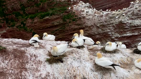 Slow motion shot of young gannet seabirds resting on rock on german island named Helgoland