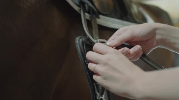 Female Hands Saddling Horse