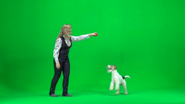 Young Woman To Train a Dog. Green Screen