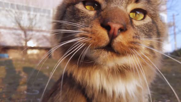 The Karate Cat Funny Beats the Camera with His Paw on the Street Homeless Cat