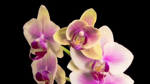 Opening Beautiful Yellow - Pink Orchid Phalaenopsis Flower