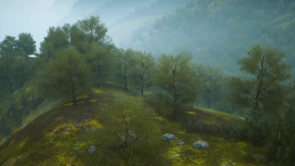 Small Green Trees on Hills in Fog