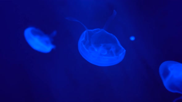 Fluorescent jellyfish in underwater world, glowing medusa floating around in the water