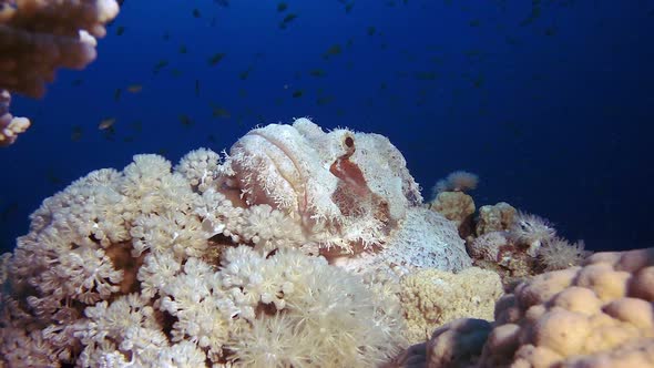 Red Sea Scorpionfish