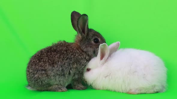two little rabbits on a green background