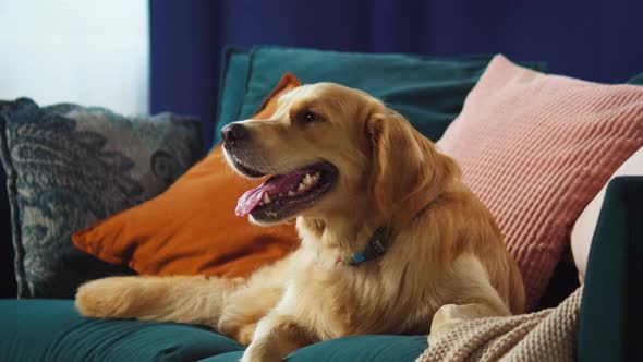 Golden Retriever Closeup