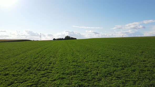 Farm field in midwest with bright green foliage and blue sky with fluffy clouds. Wind gently blowing