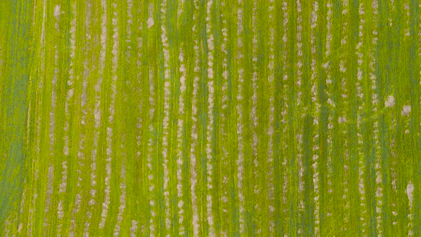 Beautiful Panoramic View From a Drone on an Abstract Pattern in the Field