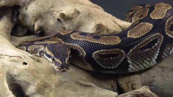 Royal Python or Python Regius on Wooden Snag at Black Background. Close Up